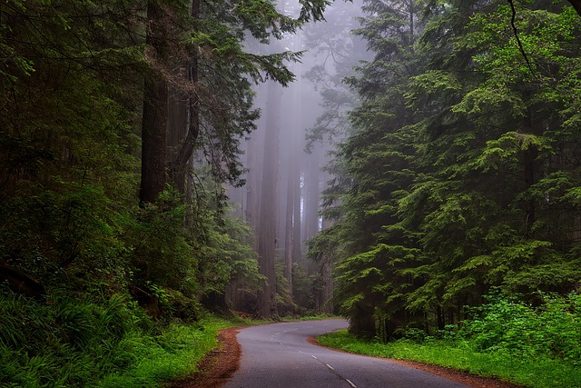 Redwood National Park - Preserving Redwoods