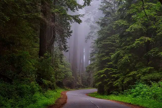 Redwood National Park - Preserving Redwoods