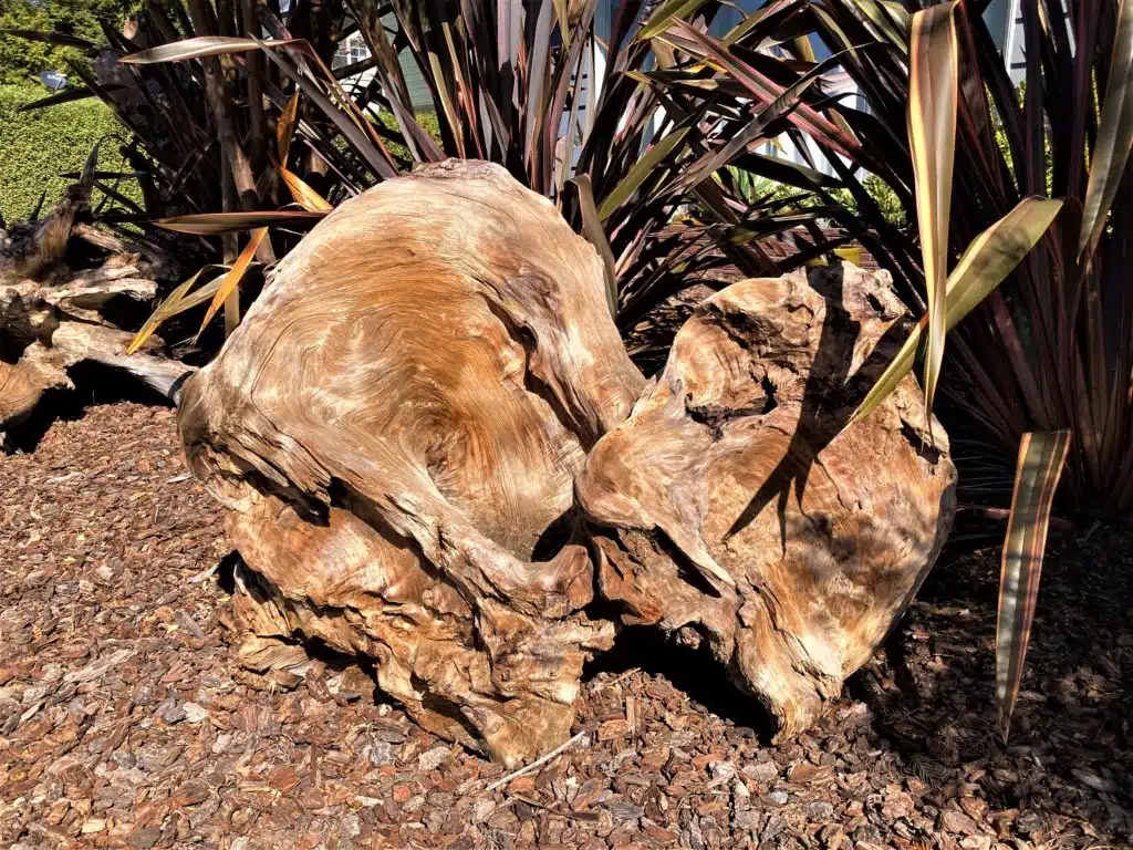 Redwood Root System Landscape or Sculpture