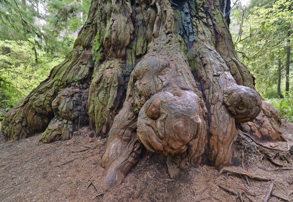 Redwood "Gargoyle" Burl & Burns in Simpson-Reed Grove, Redwood NP