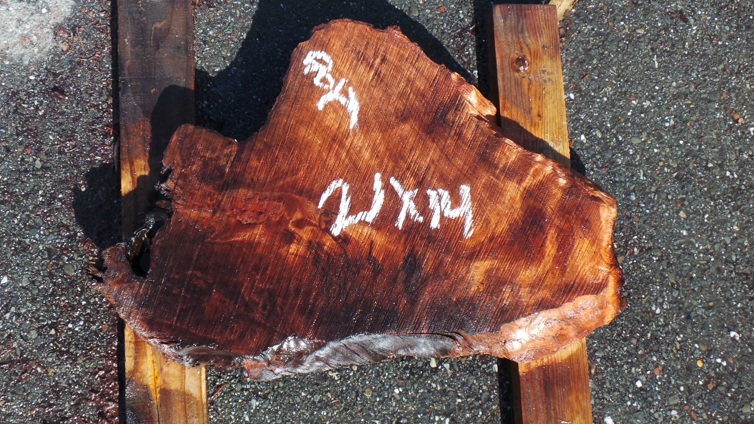 Redwood Burl slab measuring 21" x 14" and 2" thick