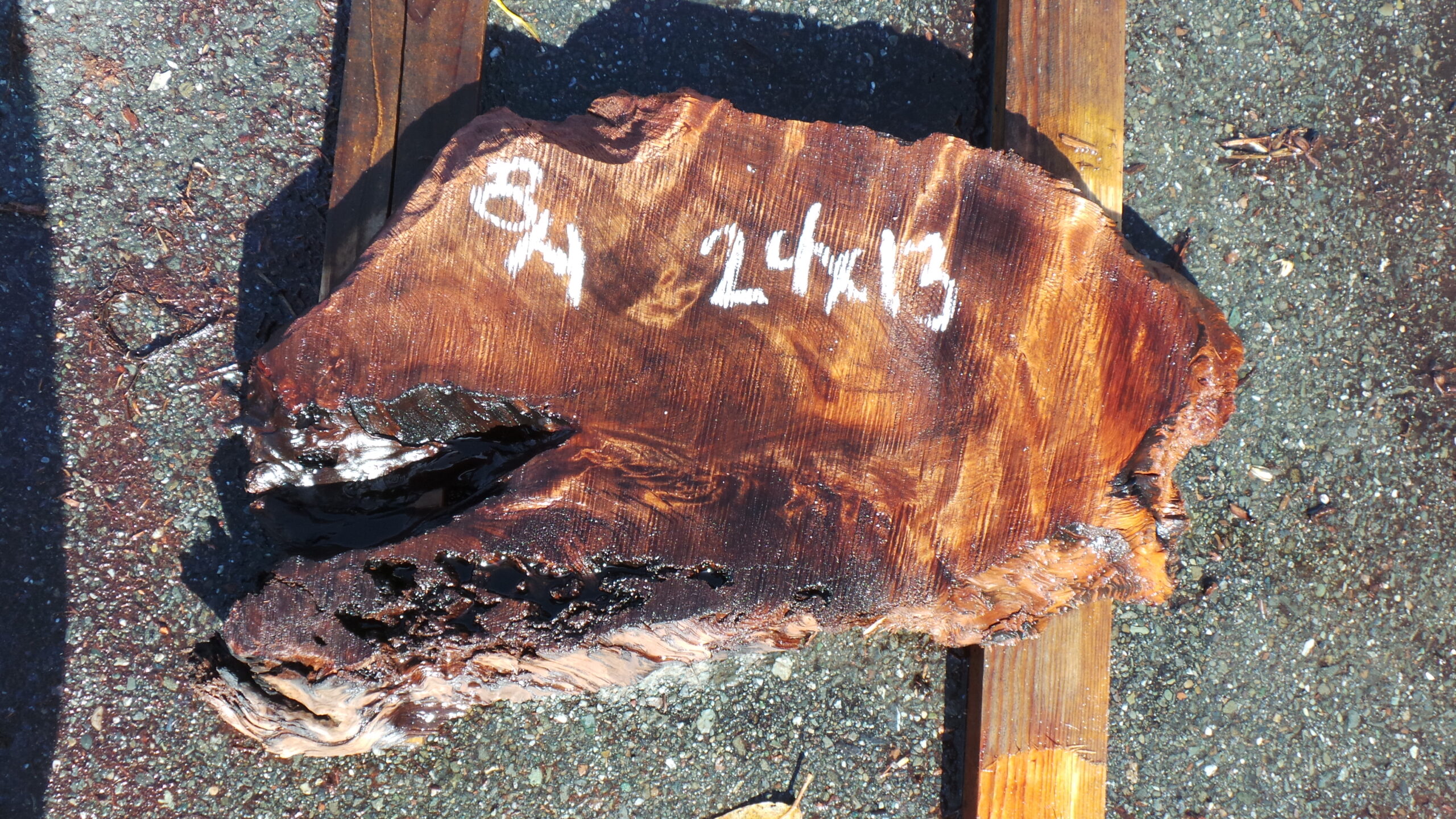 Redwood Burl slab measuring 24 inches by 13 inches and 2 inches thick.