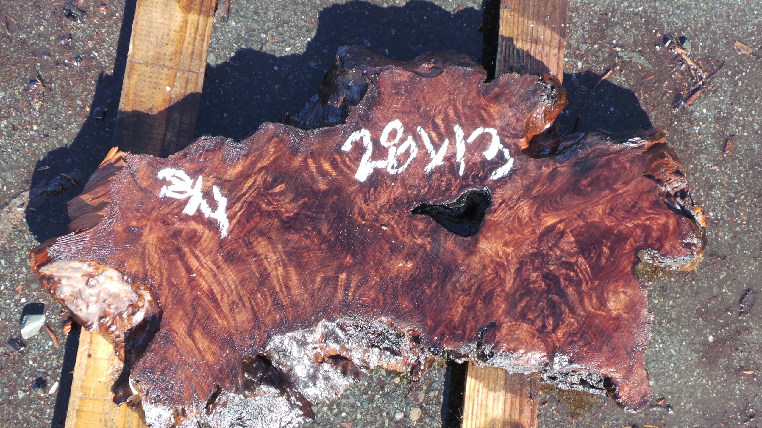 Redwood Burl slab measuring 28 inches x 13 inches and 2 inches thick.