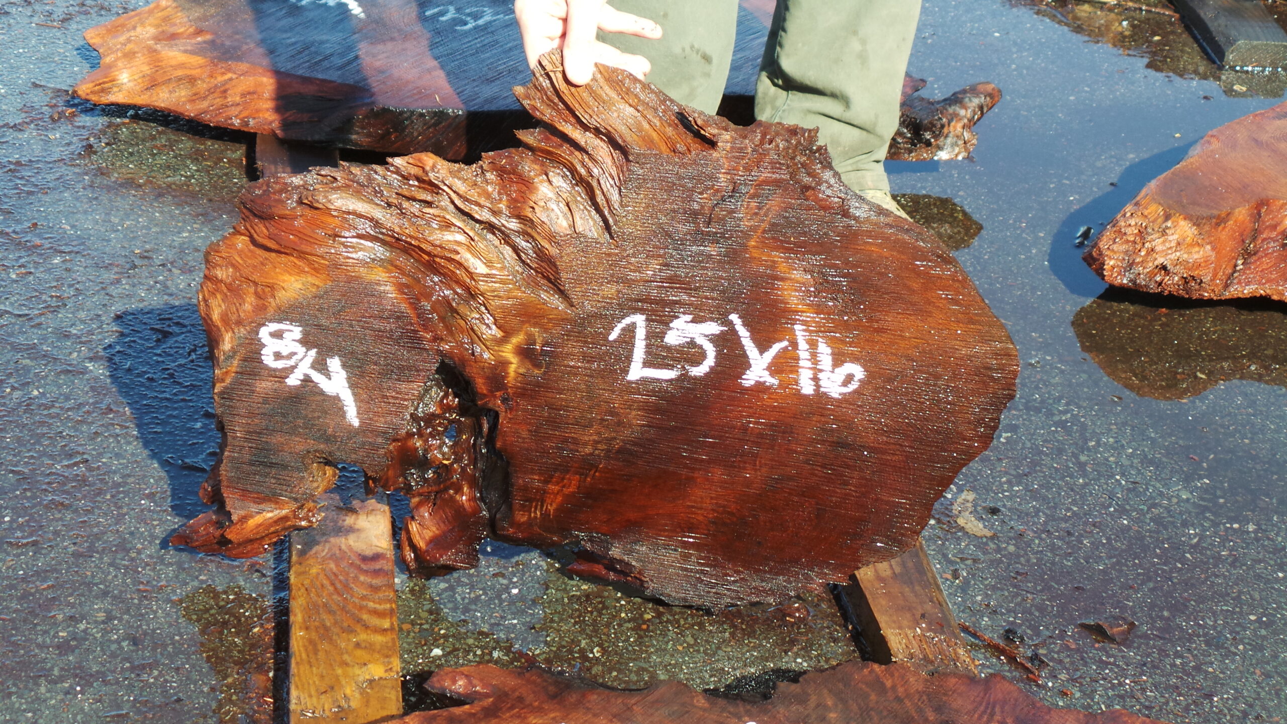 Redwood Burl slab measuring 25 inches by 16 inches and 2 inches thick.