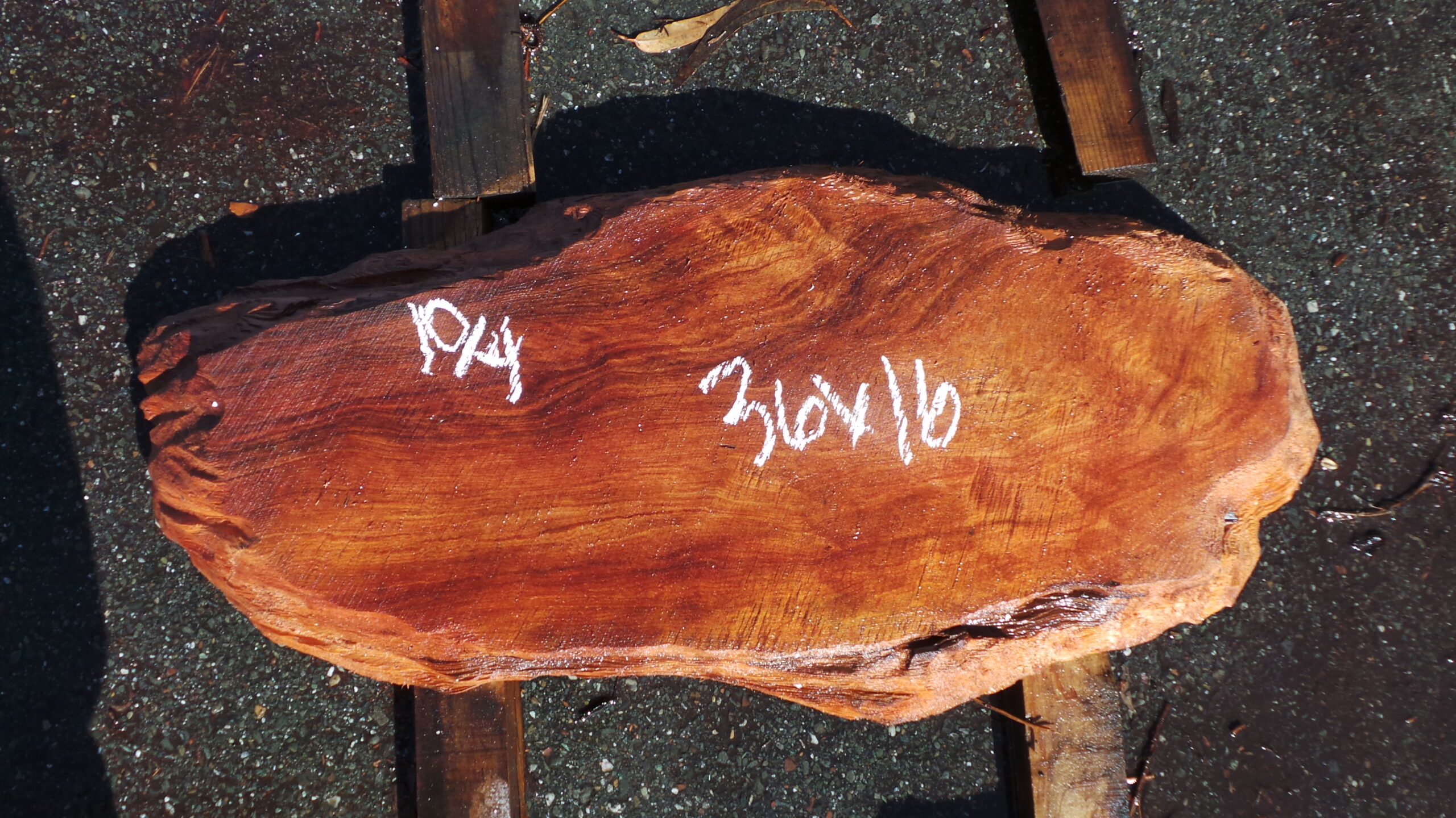 Redwood Burl slab measuring 36 inches by 16 inches and 2 and a half inches thick