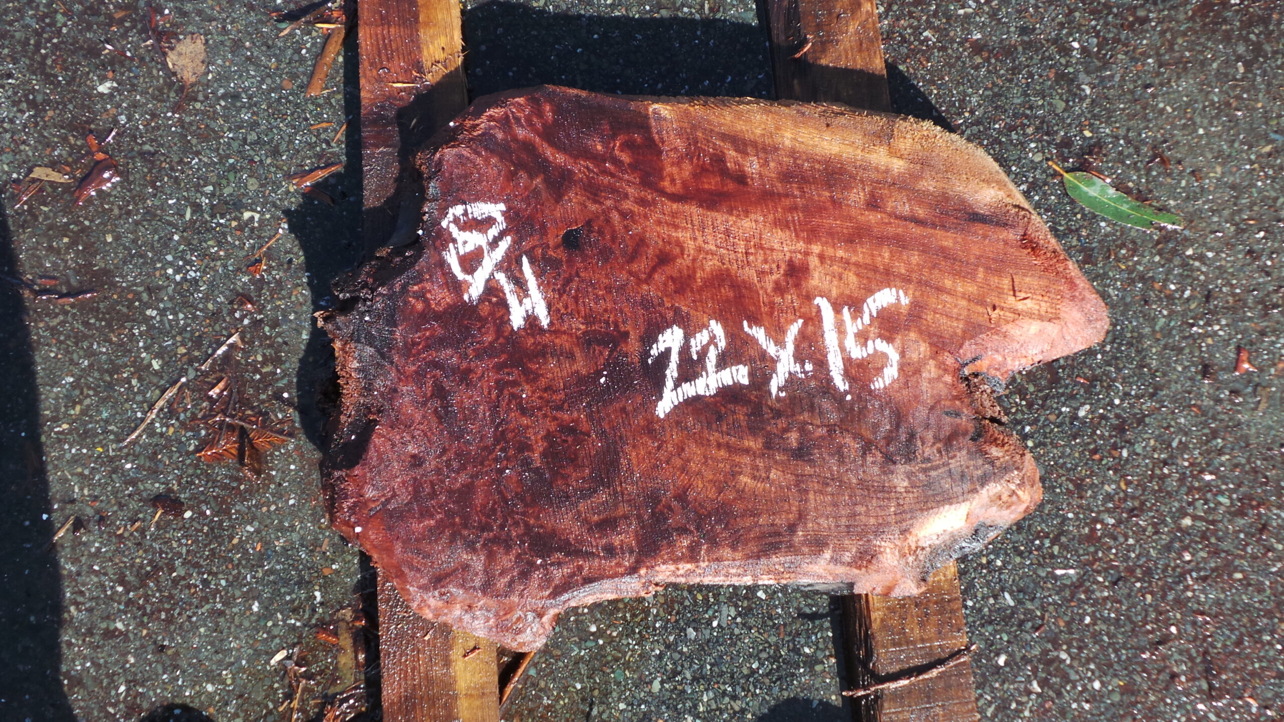 Redwood Burl slab measuring 22 inches by 15 inches and 2 inches thick.