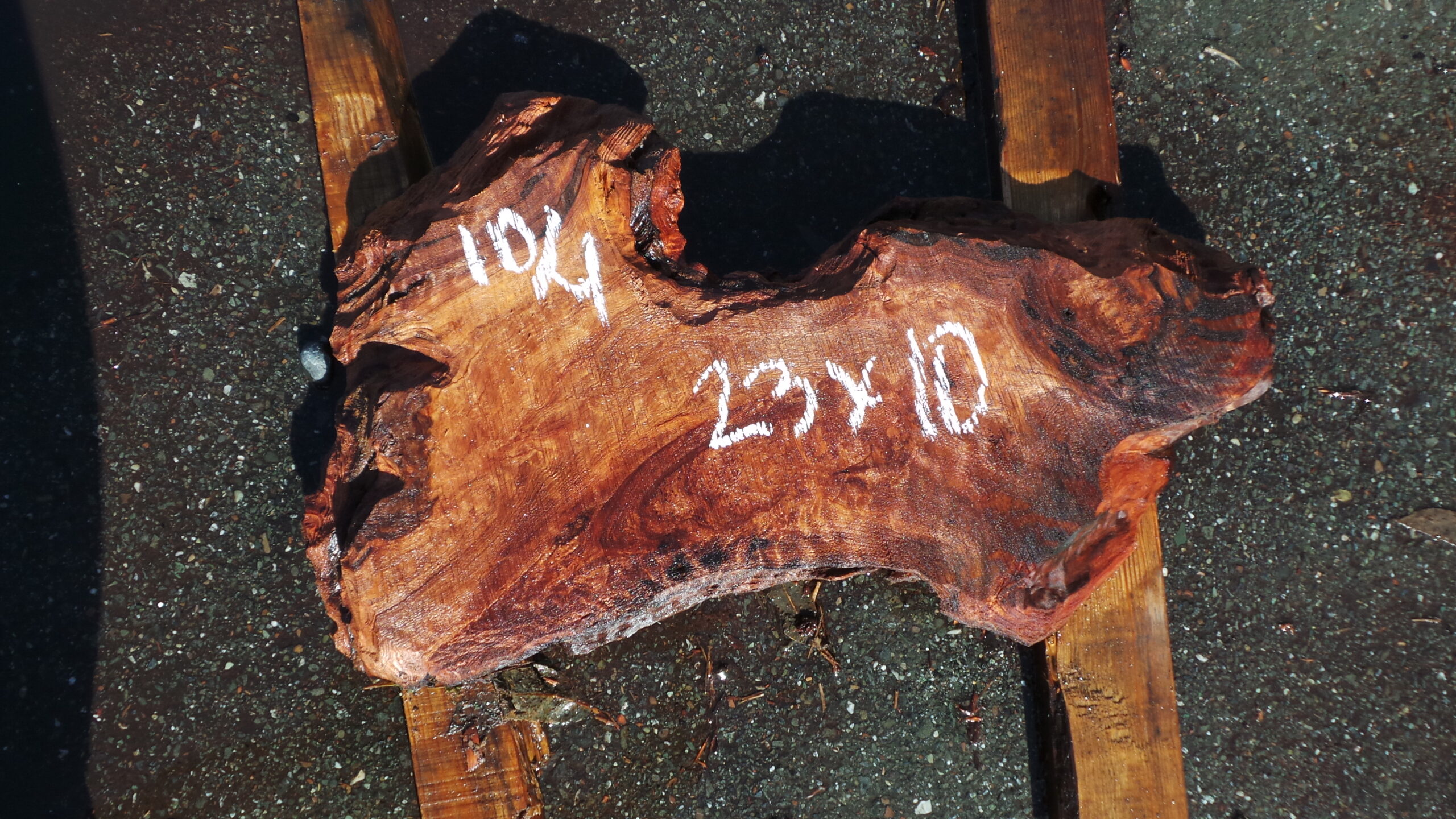 Redwood Burl slab measuring 23 inches by 10 inches and 2.5 inches thick.