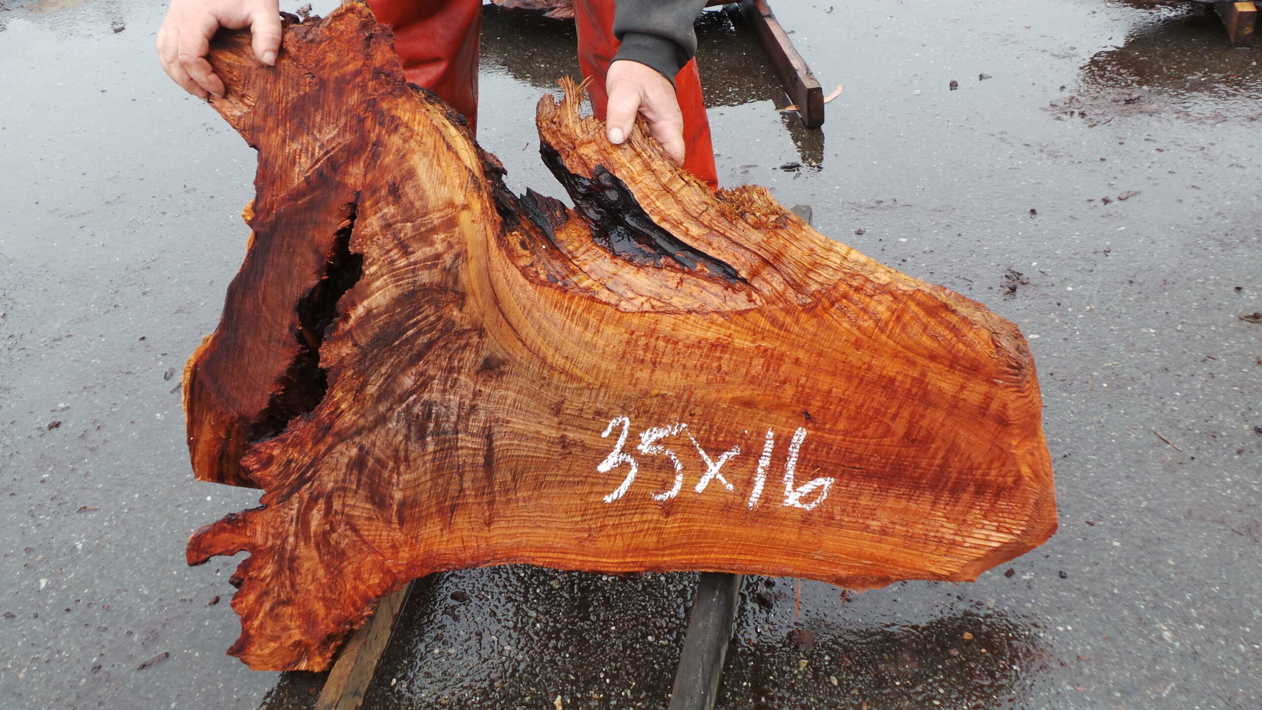 Redwood burl slab measuring 35 inches by 16 inches by 3 inches thick.