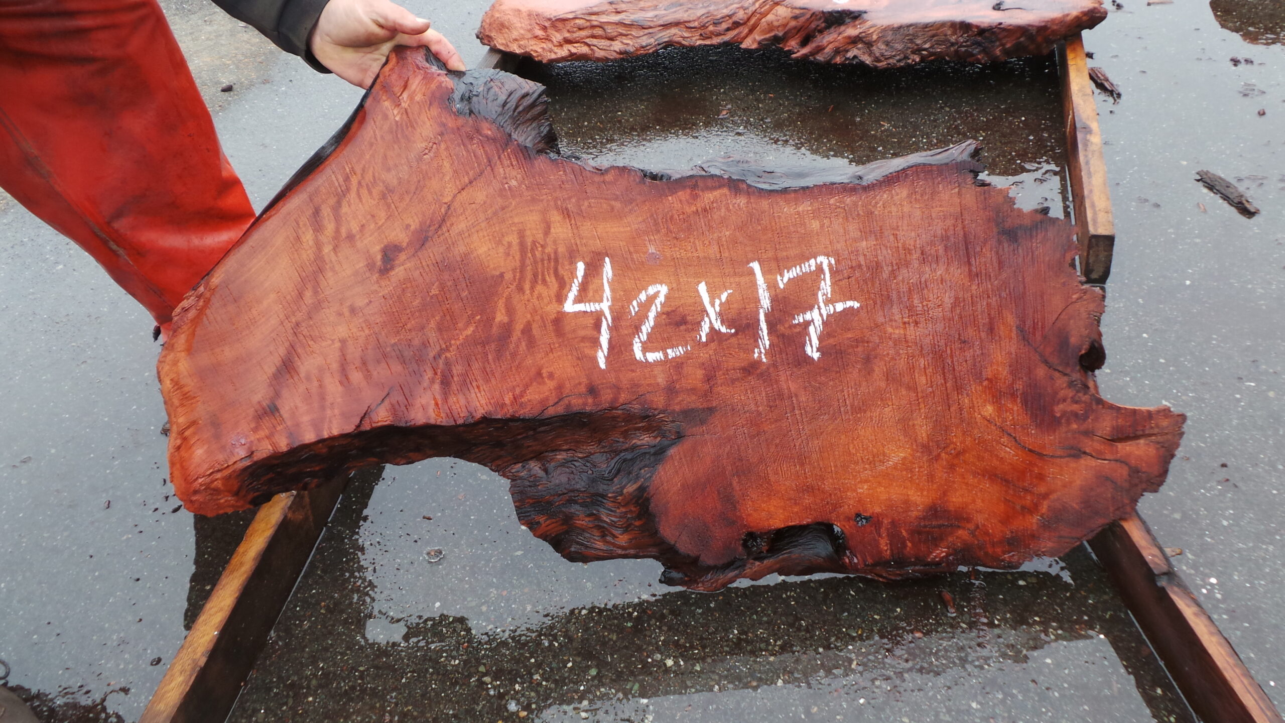 Redwood burl slab measuring 42 inches by 17 inches and 3 inches thick.