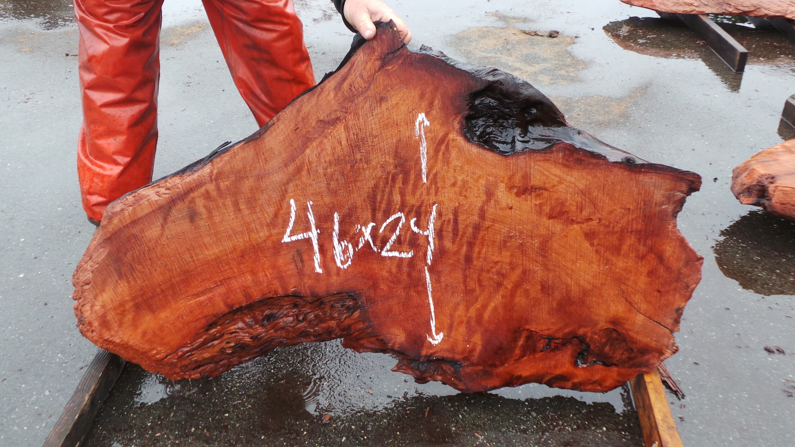 Redwood burl slab measuring 46 inches by 24 inches and 3 inches thick.