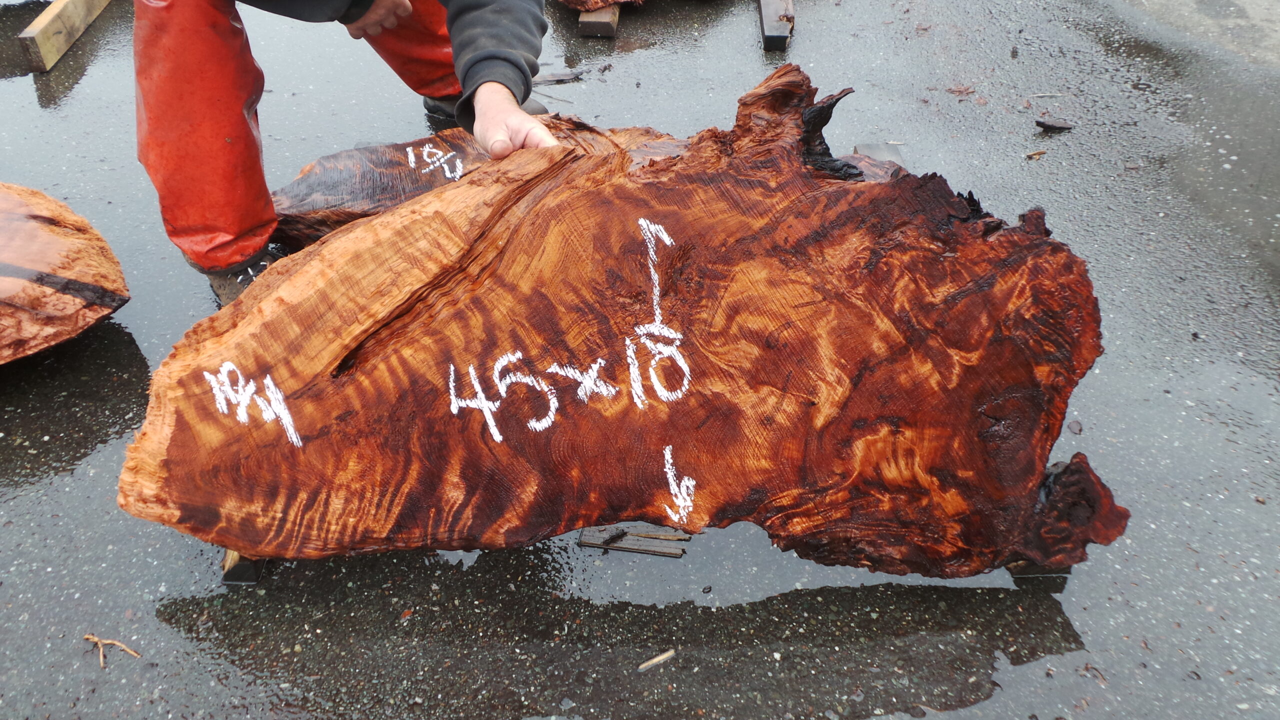 Redwood burl slab measuring 45 inches by 18 inches and 2.5 inches thick.