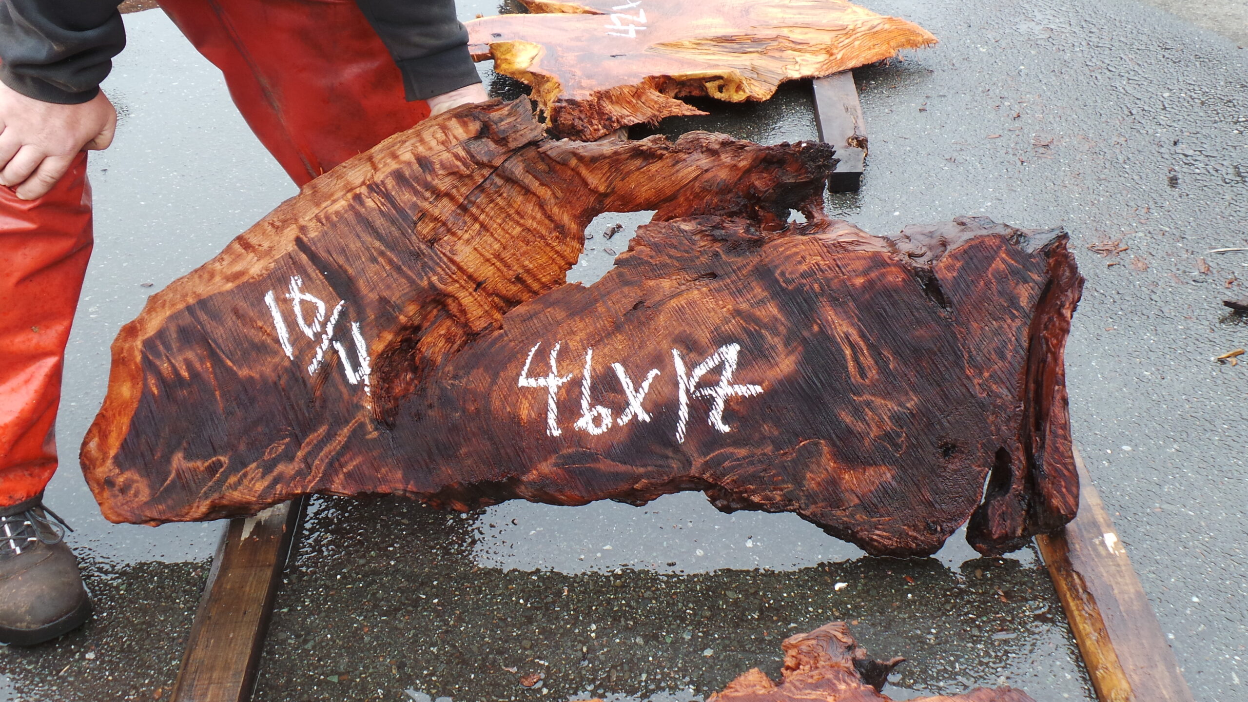 Redwood burl slab measuring 46 inches by 17 inches and 2.5 inches thick.