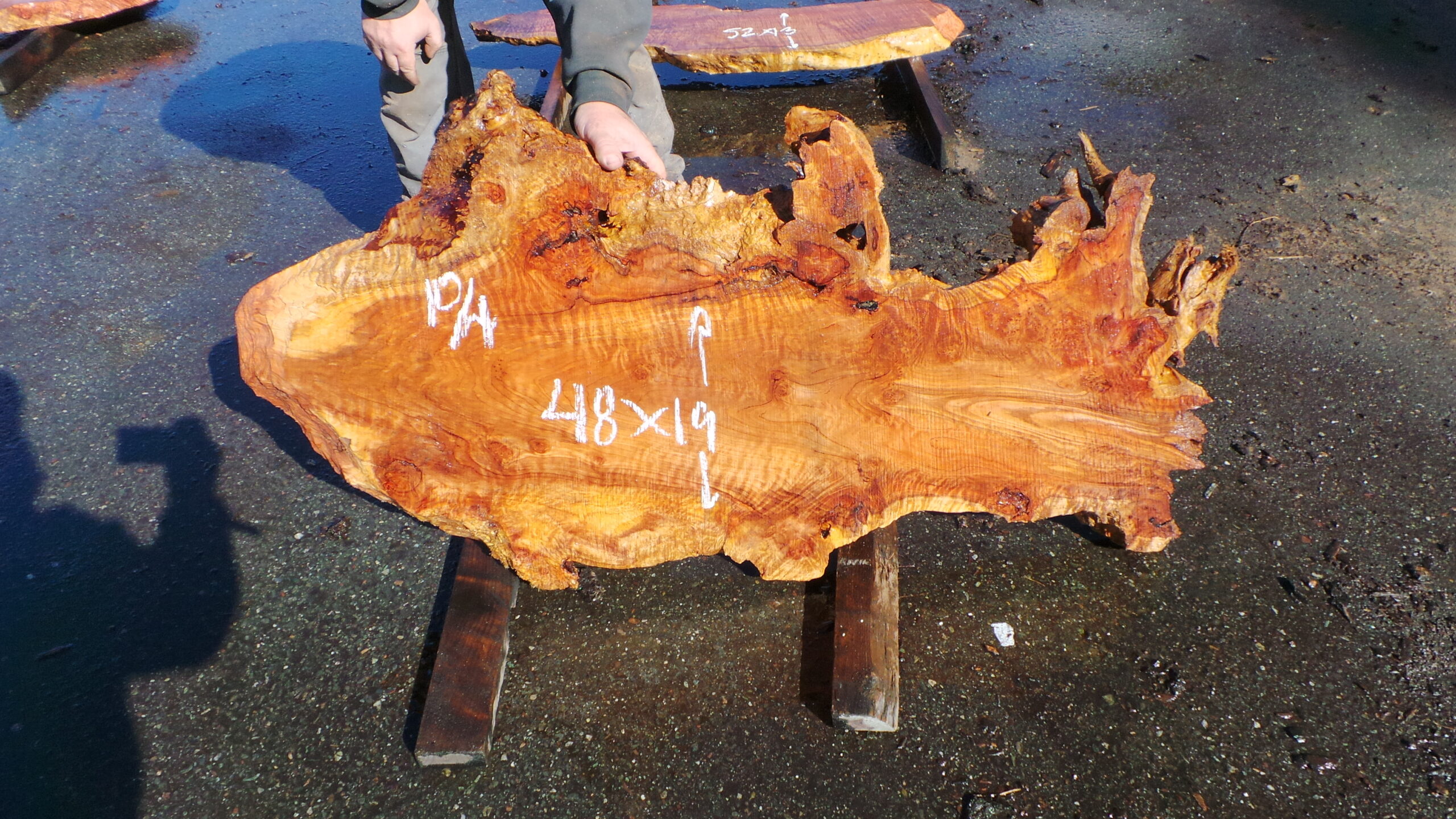 Redwood burl slab measuring 48 inches by 19 inches and 2.5 inches thick.