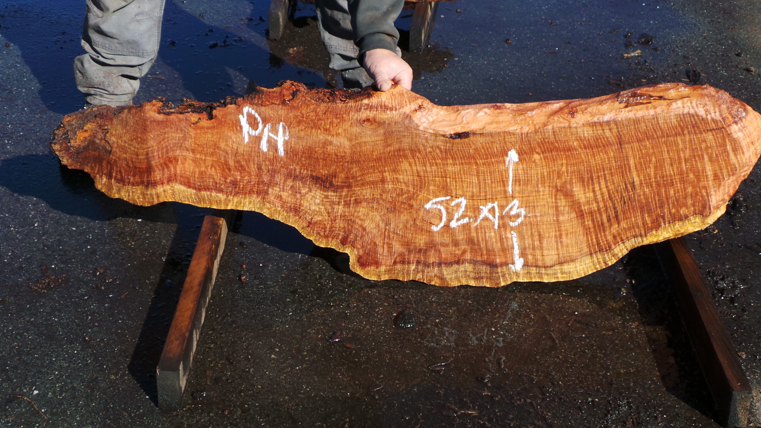 Redwood burl slab measuring 52 inches by 13 inches and 3 inches thick.