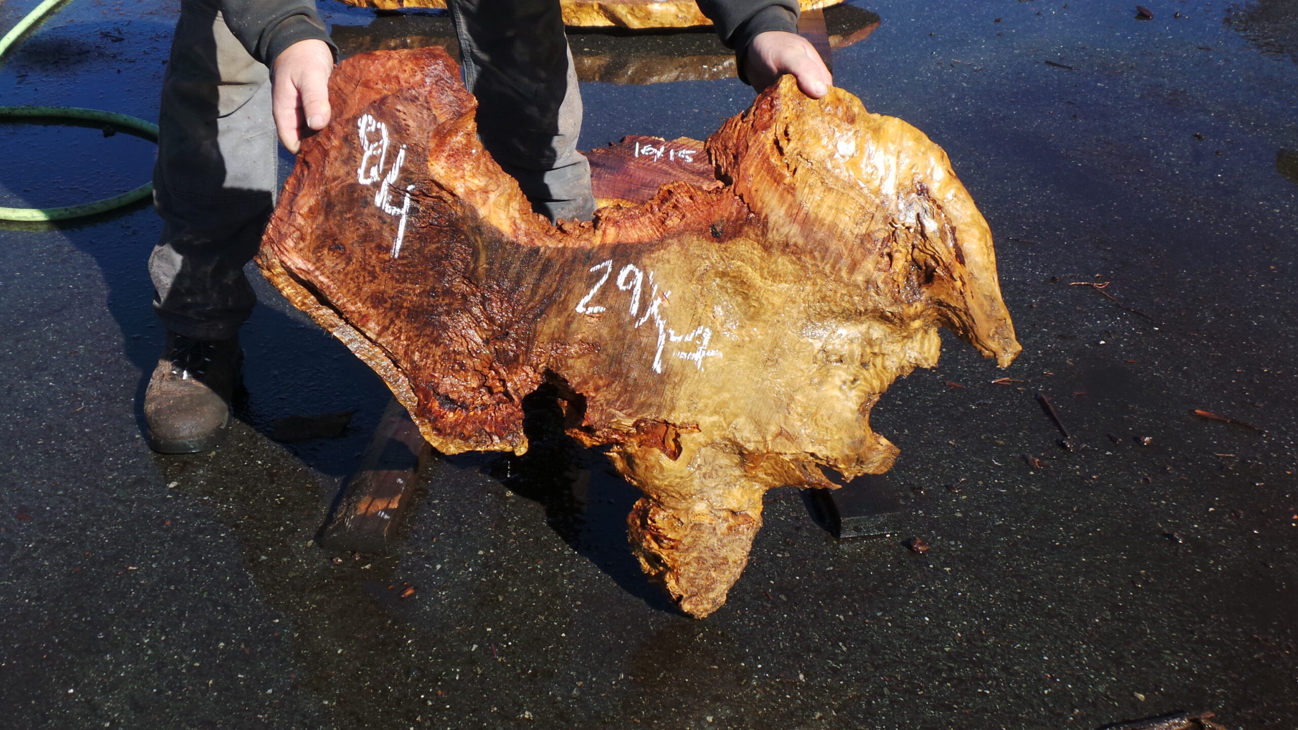 Redwood burl slab measuring 29 inches by 17 inches and 2 inches thick.