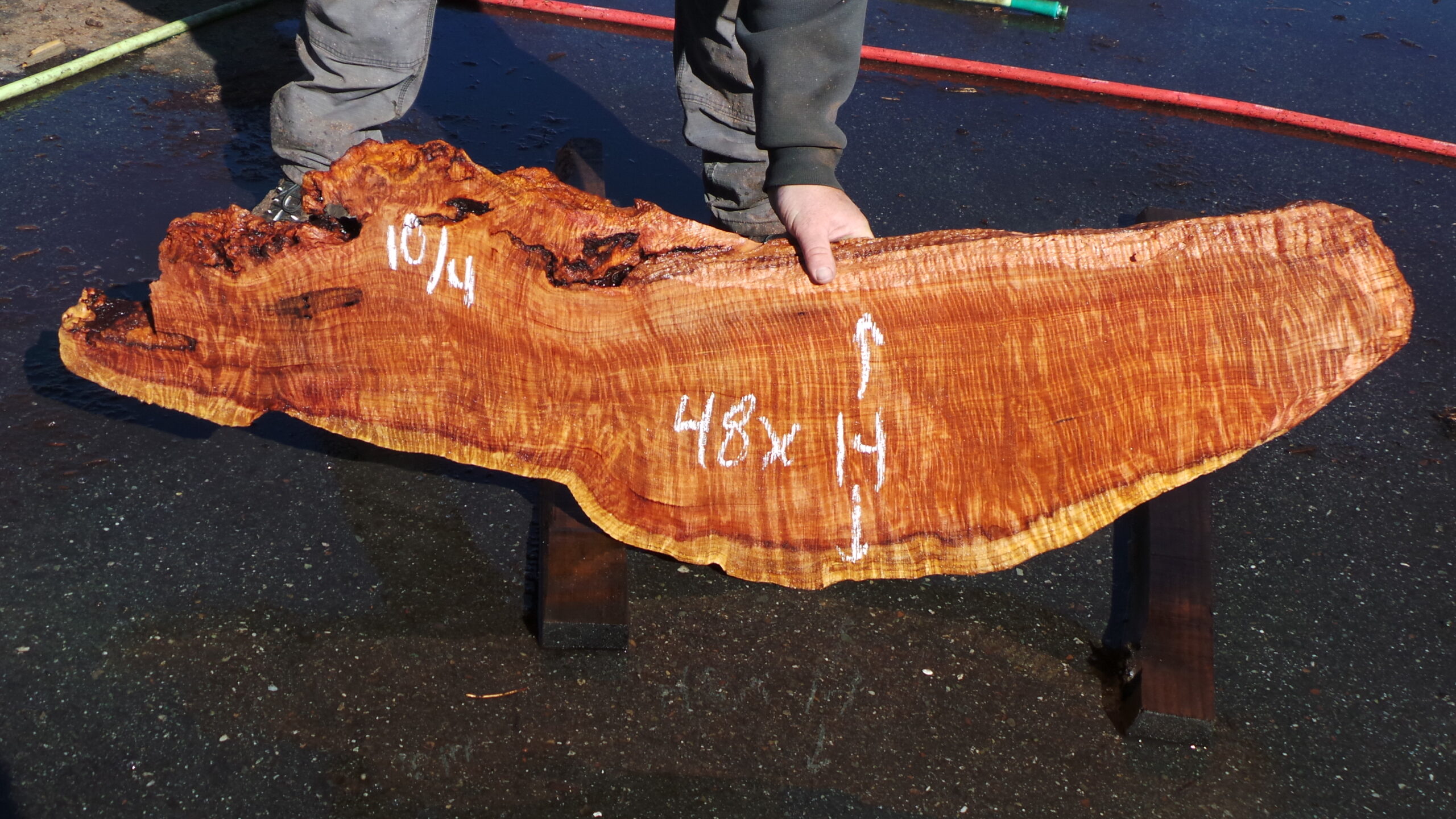 Redwood burl slab measuring 48 inches by 14 inches and 2.5 inches thick.