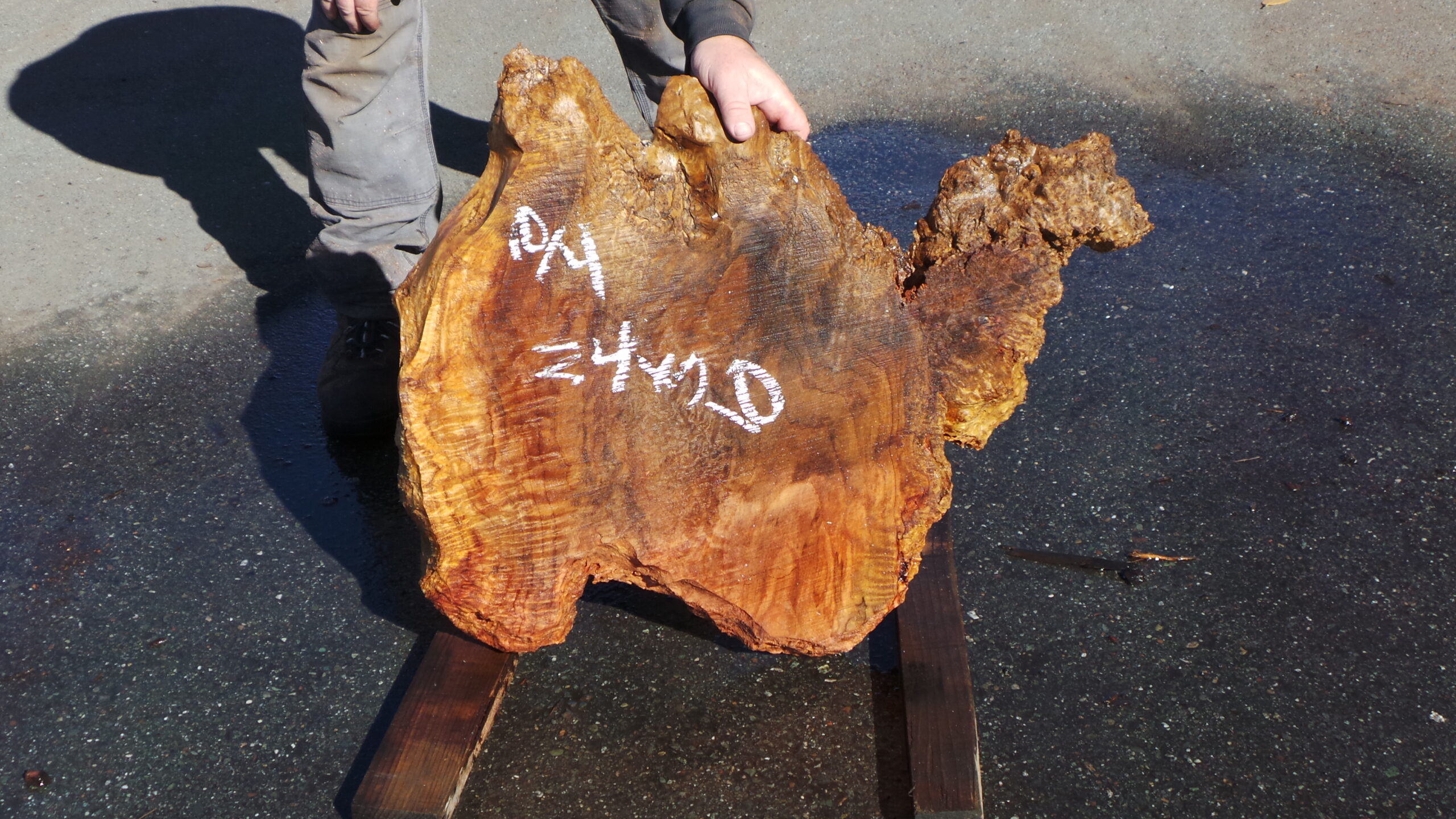 Redwood burl slab measuring 24 inches by 20 inches and 2.5 inches thick.