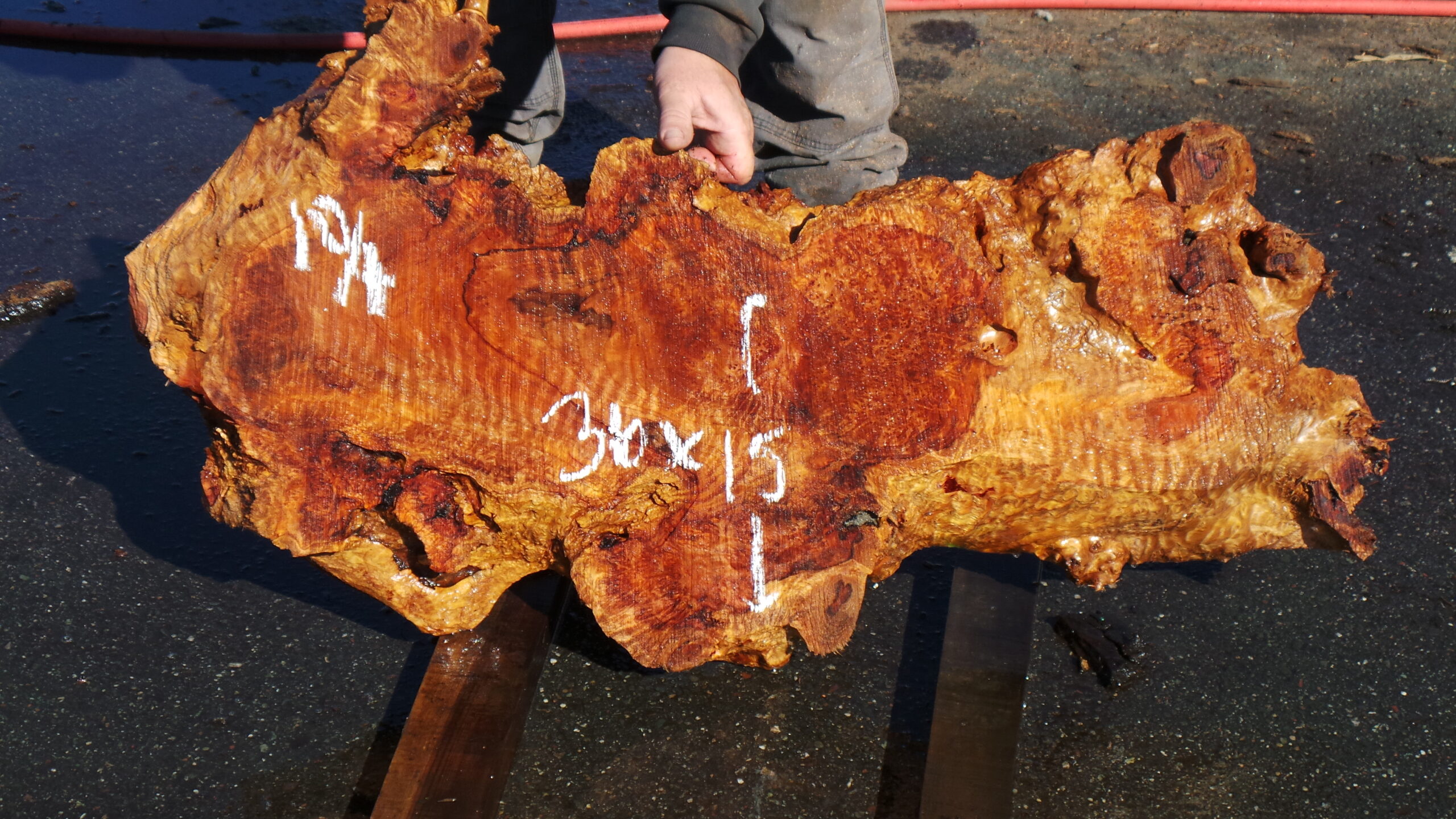 Redwood burl slab measuring 36 inches by 15 inches and 2.5 inches thick.