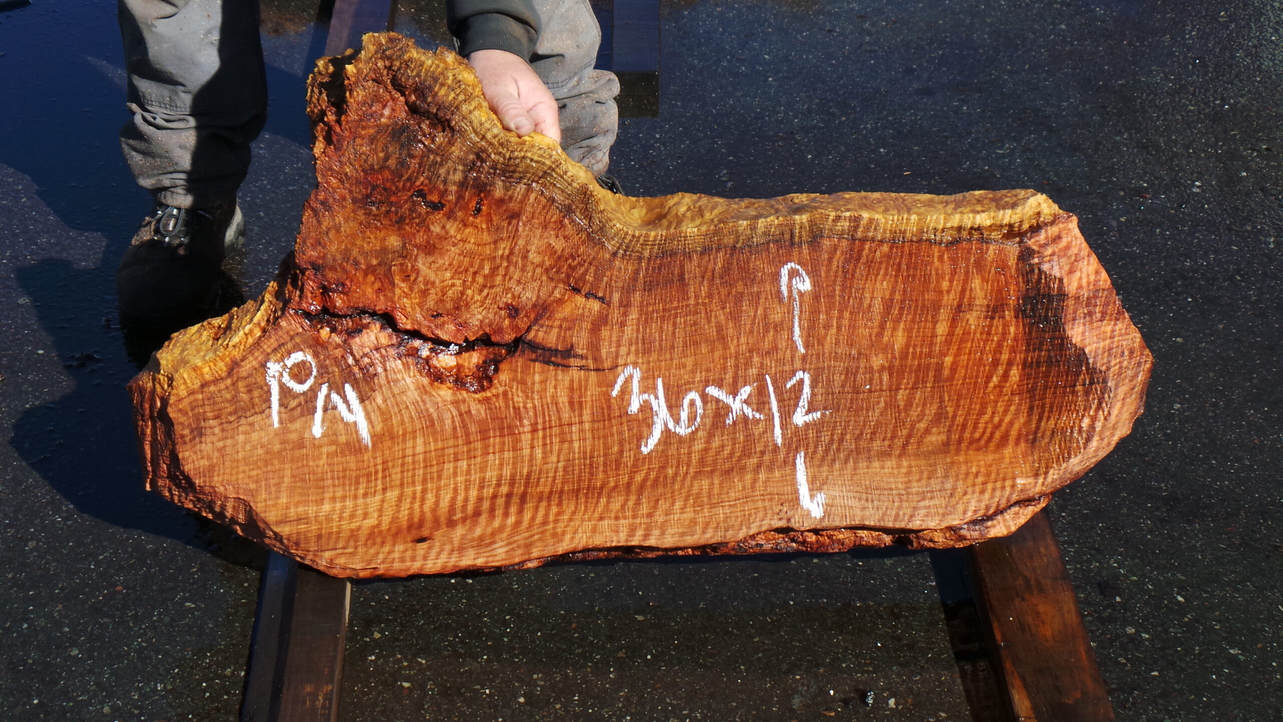 Redwood burl slab measuring 36 inches by 12 inches and 2.5 inches thick.