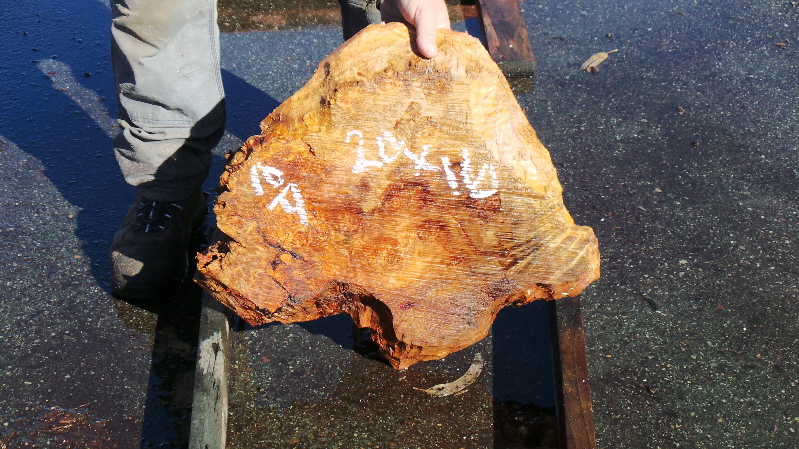 Redwood burl slab measuring 20 inches by 16 inches and 2.5 inches thick.