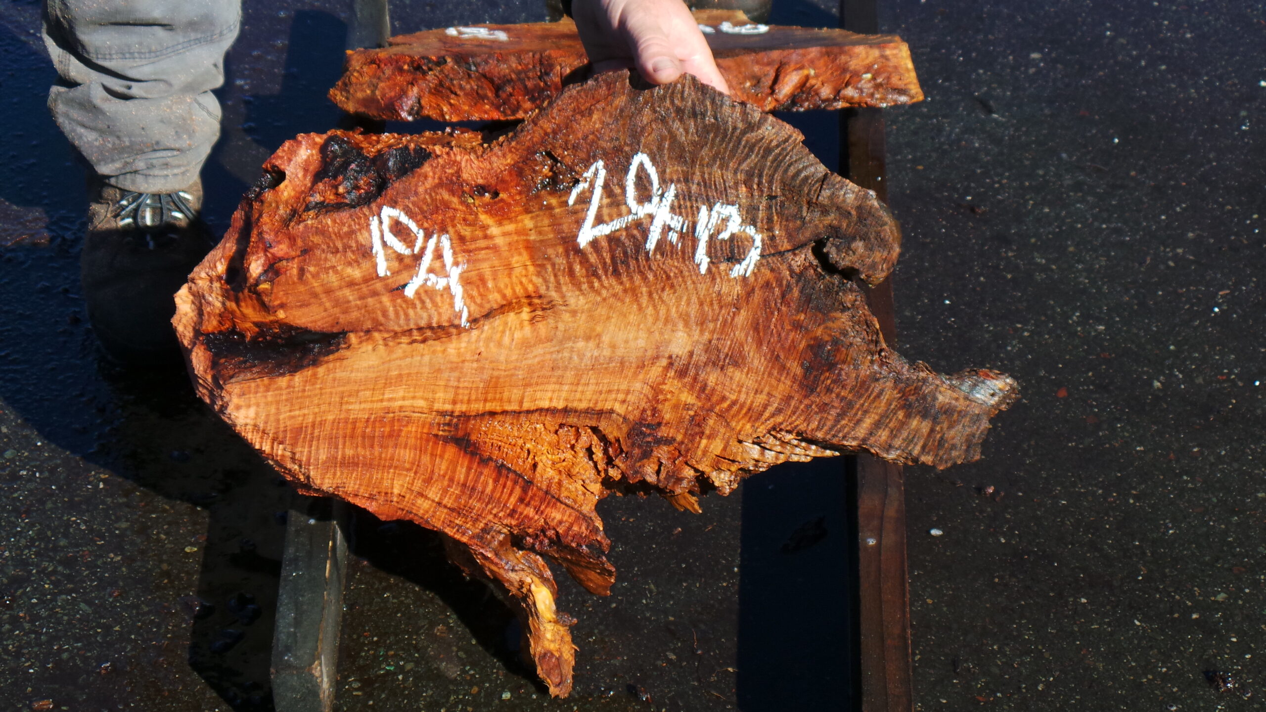 Redwood burl slab measuring 20 inches by 13 inches and 2.5 inches thick.