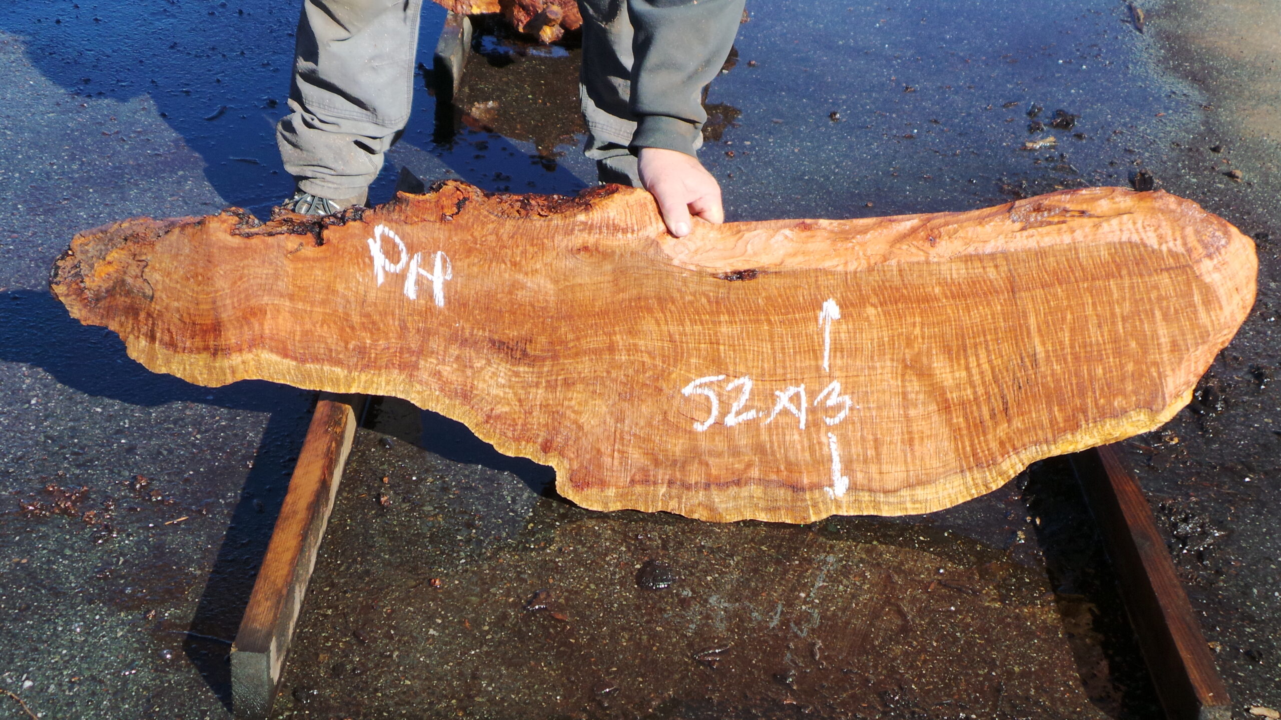 Redwood burl slab measuring 52 inches by 13 inches and 2.5 inches thick.