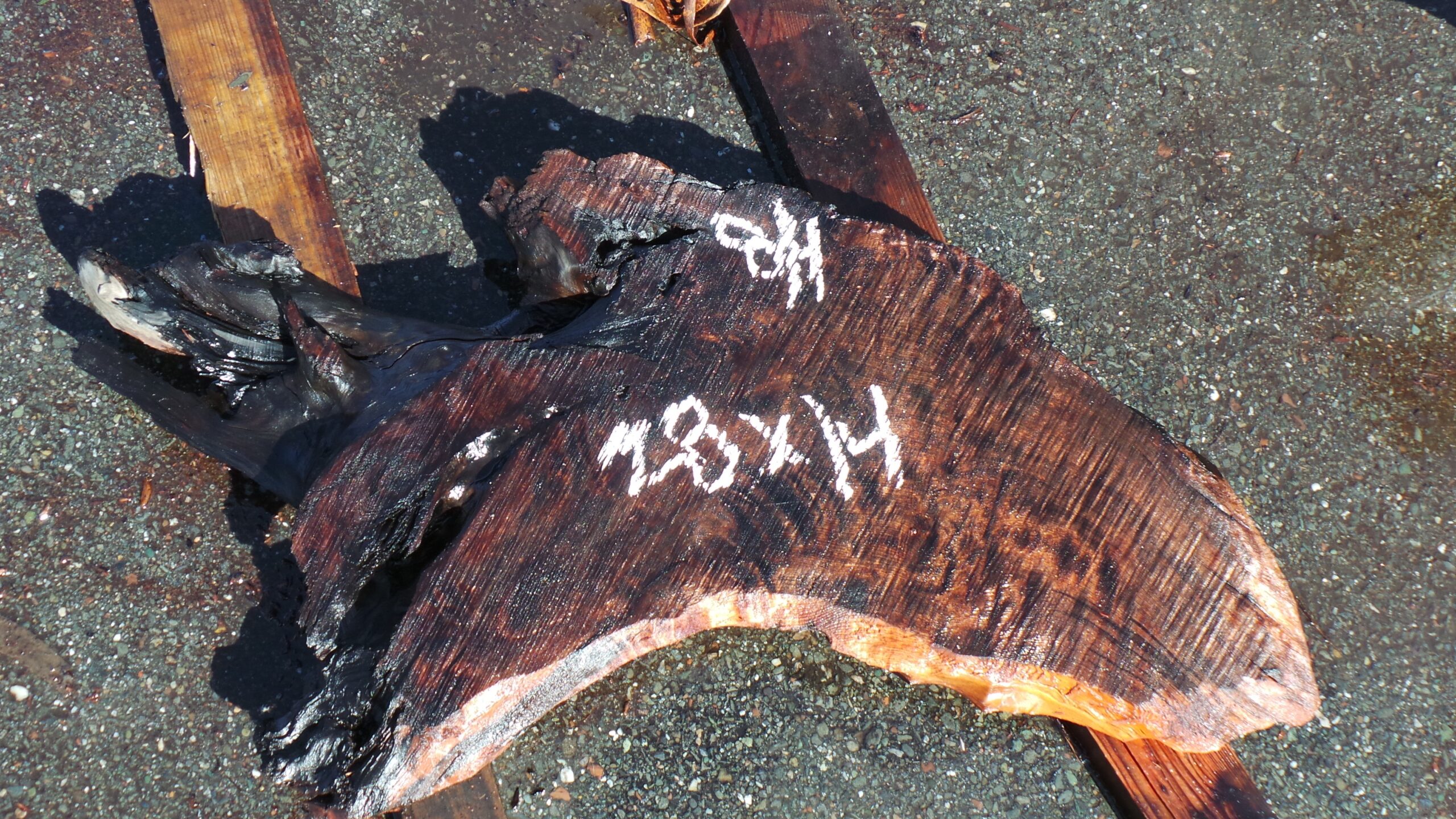 Redwood Burl Live Edge Slab