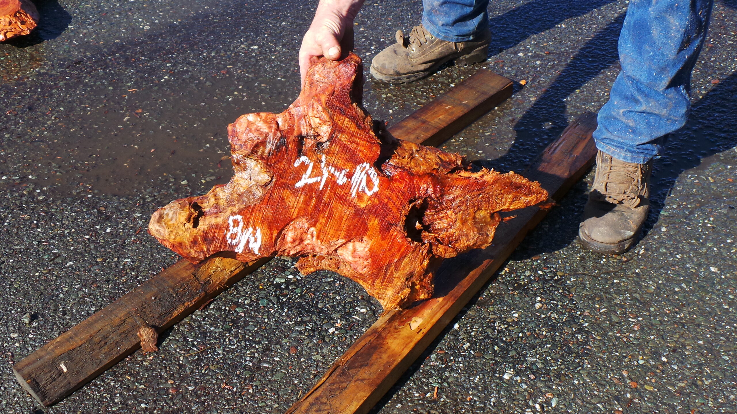 Live Edge Redwood Burl Slab