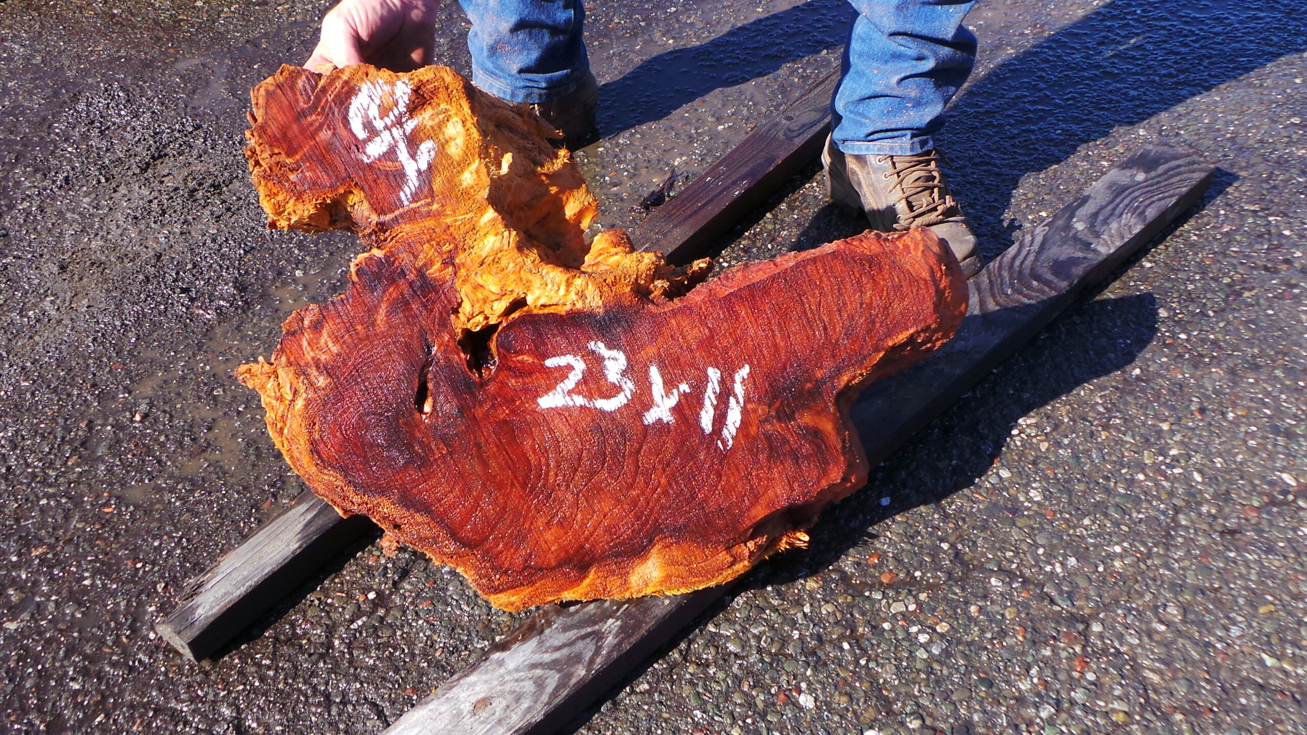 Redwood Burl Live Edge Slab