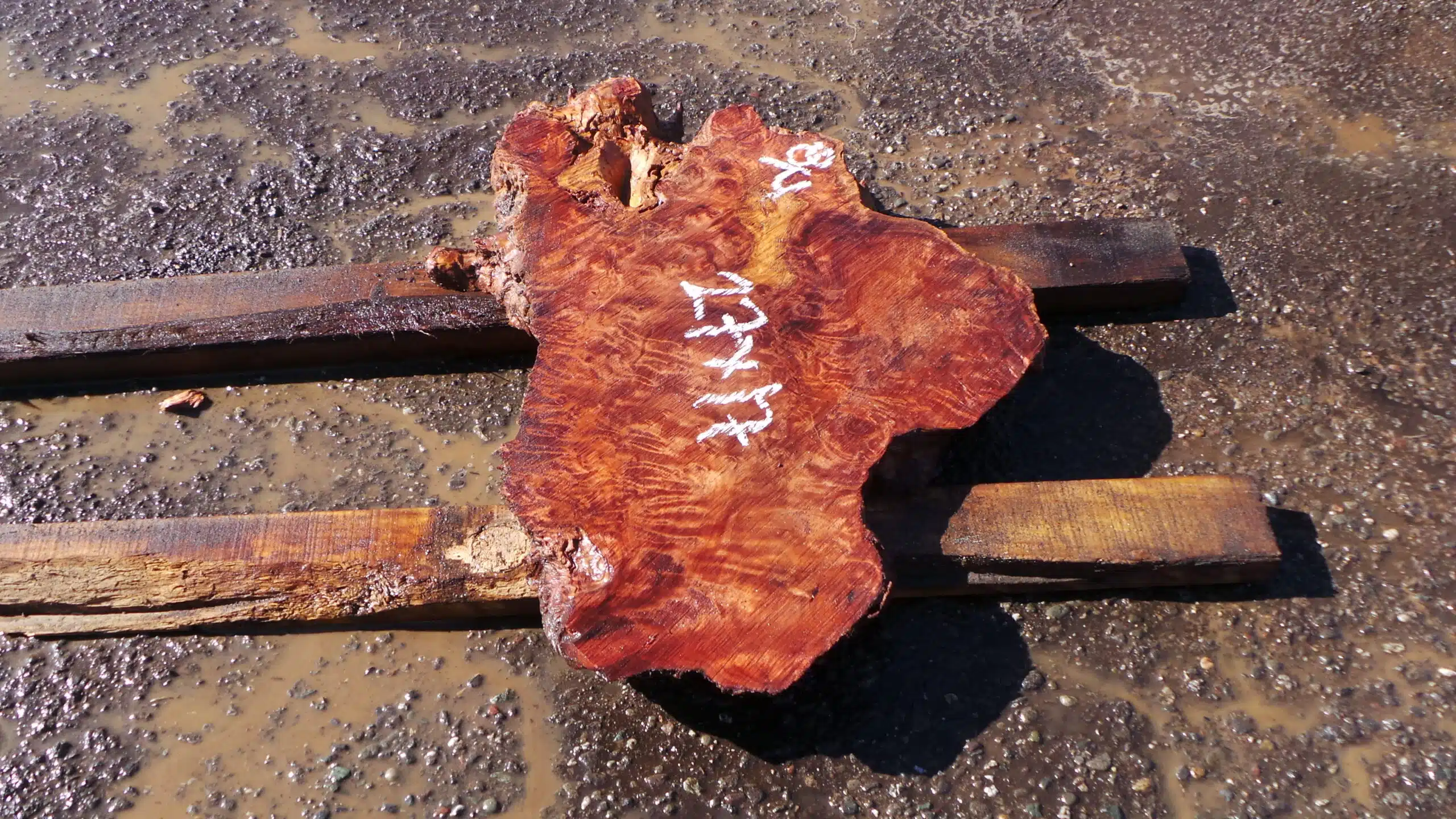 Live Edge Redwood Burl Slab | DIY | ET-52 - Image 2