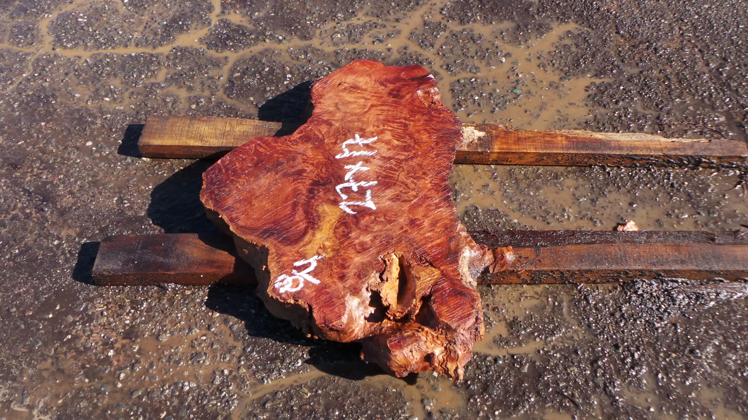 Live Edge Redwood Burl Slab | DIY | ET-52 - Image 3